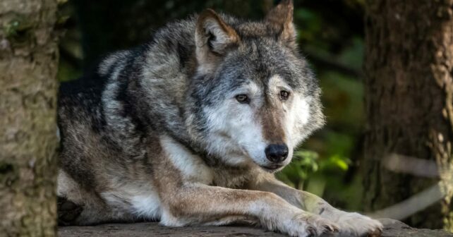 Protección lobo Europa Alianza Verde