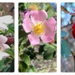 Îles Canaries : trois nouvelles espèces de roses sauvages décrites