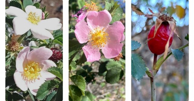 Canarias nuevas especies rosas silvestres islas