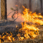 Incendie de forêt incontrôlé à Brañuelas, León