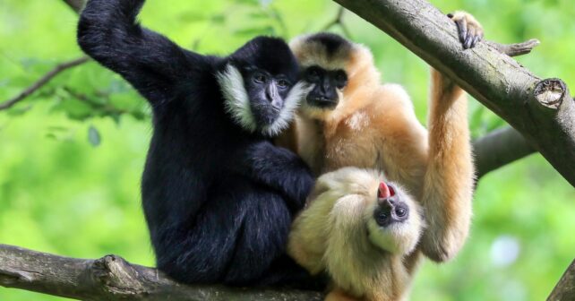 Día Internacional de los Primates 2024 amenazados