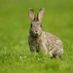 Journée internationale du lapin 2024