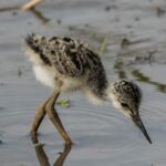 Journée mondiale des oiseaux de rivage 2024 : nous détruisons leurs habitats