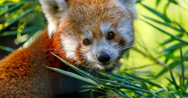 Día Mundial del Panda Rojo 2024 peligro de extinción