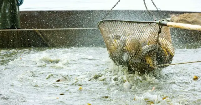 UAB aturdimiento previo sacrificio peces acuicultura