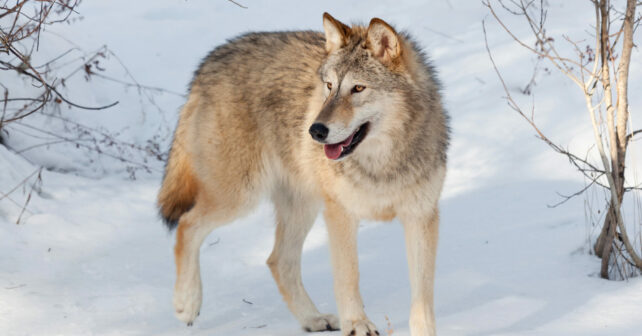 Europa lobos