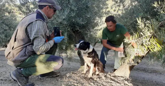 LIFE Lynxconnect unidad canina control lince ibérico