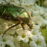 La chaleur générée par certaines plantes « clés » de l’histoire de la pollinisation