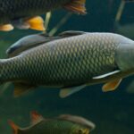 Les modifications environnementales et climatiques affectent le comportement reproducteur des poissons d'eau douce