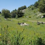 Les papillons de la Sierra de Huétor, « thermomètre » des effets du changement climatique