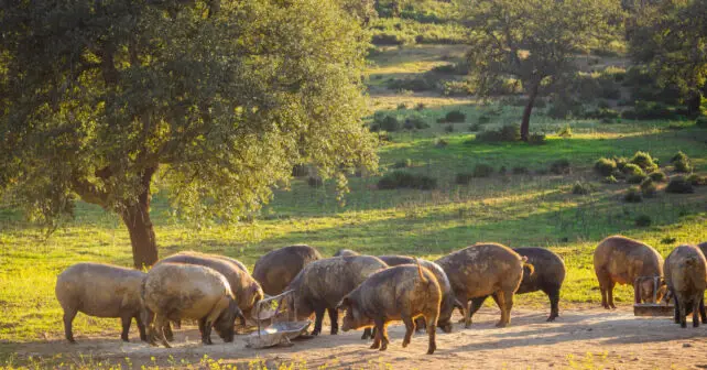 Octubre restaurar ecosistemas encinas dehesas cerdo iberico