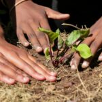 Permaculture : notre existence en phase avec la nature