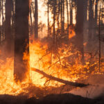 Portugal : incendies de forêt à Albergaria-a-Velha et Sever do Vouga