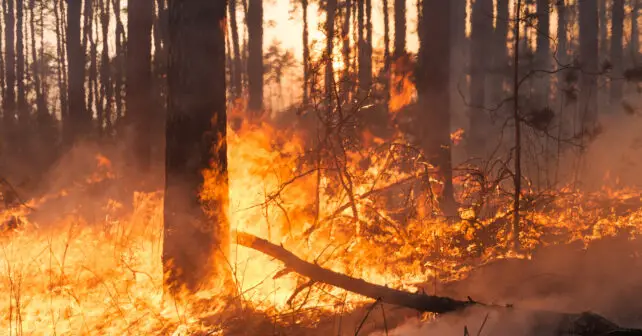 Portugal incendios forestales Albergaria-a-Velha Sever do Vouga