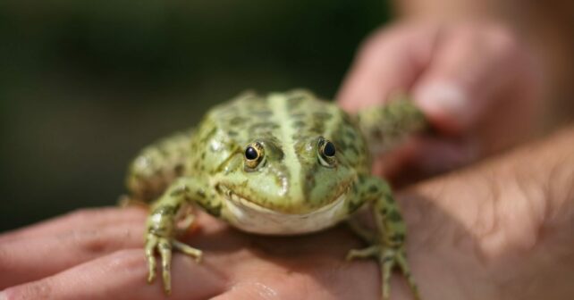 COP de la Biodiversidad