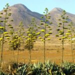 Réunion des réserves de biosphère, participation du parc naturel de Cabo de Gata-Níjar