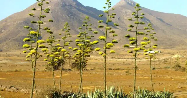 reservas biosfera gatas nijar