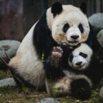 Sera-t-il possible de reproduire des embryons de panda géant en laboratoire ?