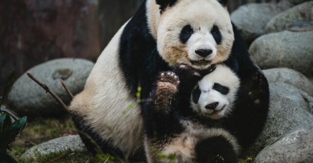 ¿Será posible la cría de embriones de pandas gigantes en laboratorios?