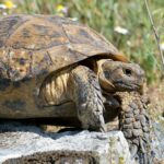 Tortue maure : son génome complet est séquencé pour protéger ce reptile menacé