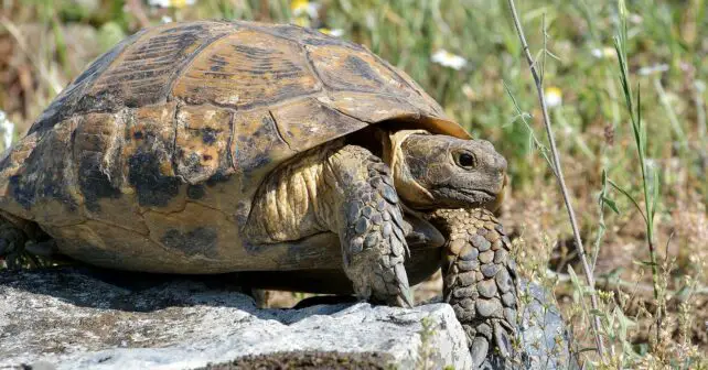 Tortuga mora secuencian genoma completo proteger reptil amenazado