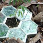 Un cristal hexagonal sous les plantes, le mystère que la science ne résout pas : ils ne comprennent pas comment elle peut faire ça