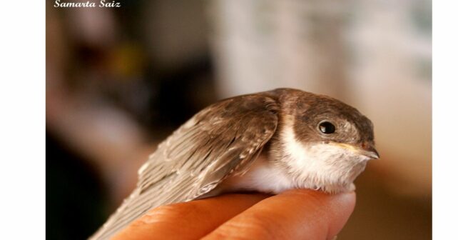 presencia microplásticos aves