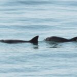 Vaquita Marina Day 2024 : à un pas de l’extinction