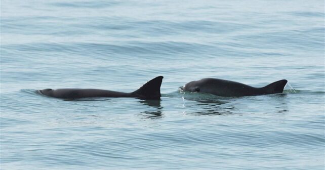 Día de la Vaquita Marina 2024 extinción