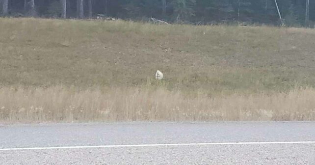 Un ‘caillou’ blanc au bord de la route