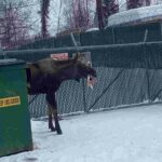 Un homme repère un élan près d’une benne à ordures — ce qu’il a dans la bouche est surprenant