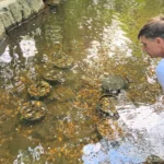 Un peu de moules pourrait-elle réparer nos cours d’eau pollués ?