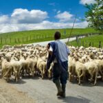 Andalousie, il est nécessaire de moderniser la loi de l'État sur les routes du bétail pour les mettre à jour