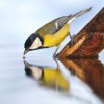 Au cours des 50 dernières années, la biodiversité a diminué de façon spectaculaire de 73 %