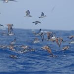 Aujourd'hui commence la campagne de collecte de puffins cendrés éblouis aux îles Canaries.