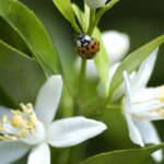 COP16 : comment obtenir les financements nécessaires pour se conformer au « Cadre mondial pour la biodiversité de Kunming Montréal »