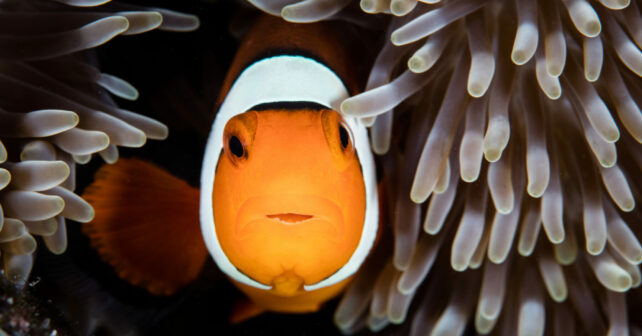 COP16 países planes biodiversidad