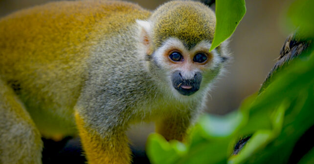 cop16 derechos naturaleza