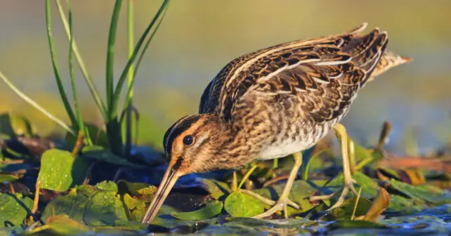 COP16 estudio aves limícolas migratorias