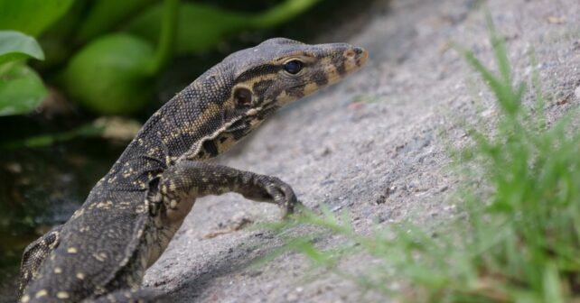 Lagarto ciudades sudeste asiático