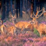 Des chiens de chasse dans le « Parc National de Monfragüe » ?