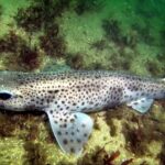 Étonnamment, les requins-chats cherchent à pondre leurs œufs sur des déchets plastiques