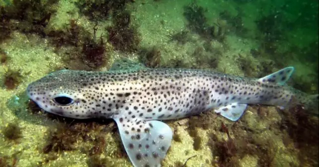 Tiburones pintarroja desovar residuos plásticos