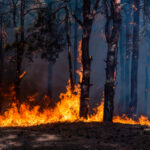 Feux de forêt du 1er juin au 15 octobre, 46% de superficie brûlée en moins