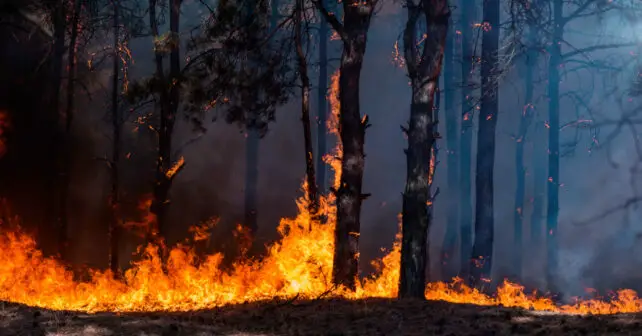 Incendios forestales 46 % menos superficie quemada