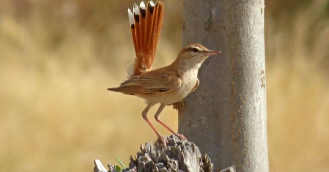 Viñedo secano Doñana alzacola rojizo