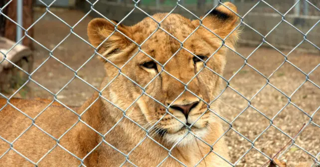 Día Mundial Animales 2024 zoológicos