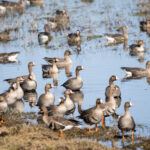 Journée mondiale des oiseaux migrateurs 2024