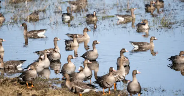 Día Mundial Aves Migratorias 2024