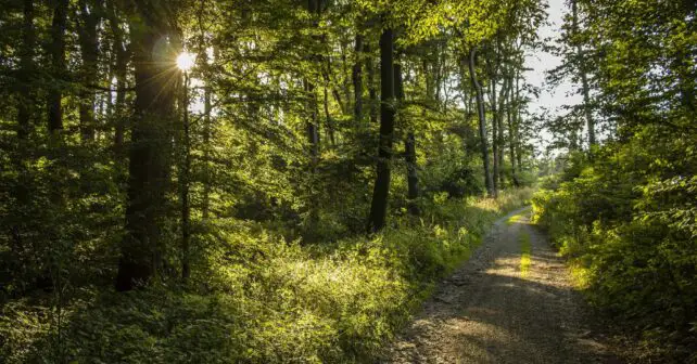 Junta Andalucía Política Forestal